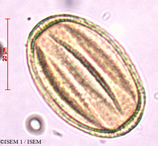 Solenostemon scutellarioides - lame n° 29390
